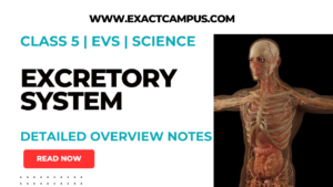 Read more about the article The Excretory System: How Our Body Stays Clean and Healthy!