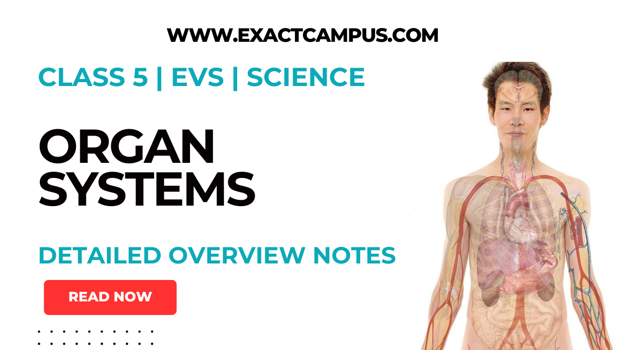 Read more about the article Understanding Organ Systems