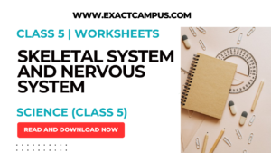 Read more about the article Nervous System and Skeletal System Worksheets for Class 5 Students | Science Worksheets