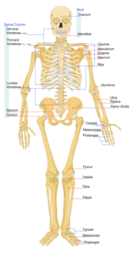 The Skeletal System: Your Body's Super Framework